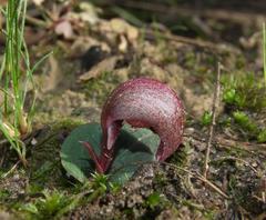 Corybas aconitiflorus