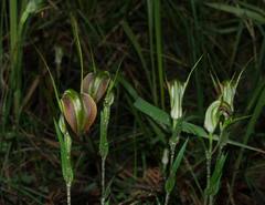 Pterostylis grandiflora