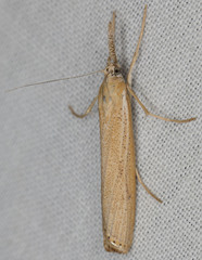 Agriphila attenuatus