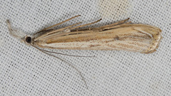 Agriphila attenuatus