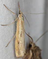 Agriphila attenuatus