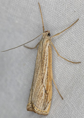 Agriphila attenuatus