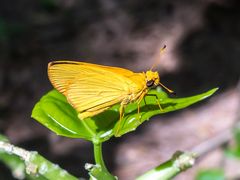 Zariaspes mythecus