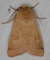 Dichagyris variabilis