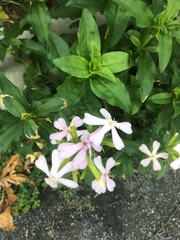 Saponaria officinalis