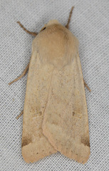Dichagyris variabilis