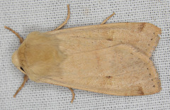 Dichagyris variabilis