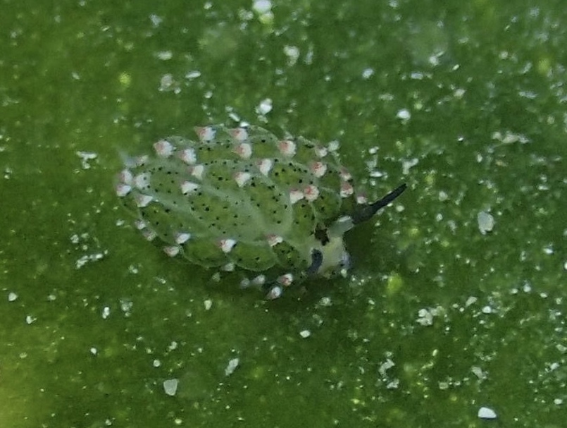 Costasiella paweli