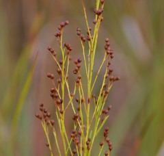 Lechea stricta