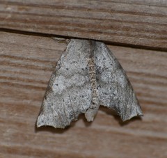 Olceclostera seraphica