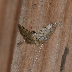 Idaea pervertipennis