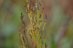 Lechea stricta