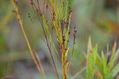 Lechea stricta