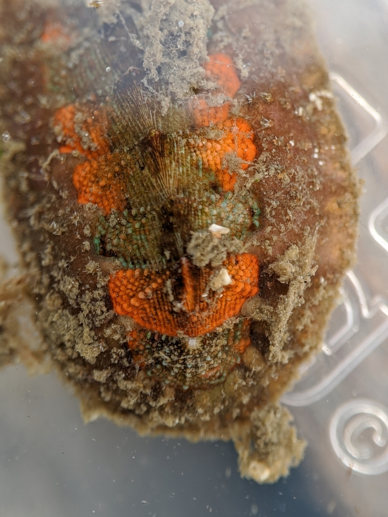 hairy chiton