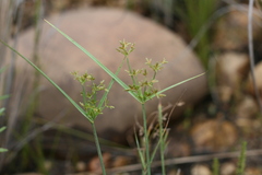 Cyperus longus tenuiflorus