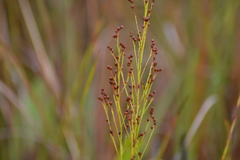 Lechea stricta