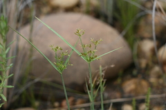 Cyperus longus tenuiflorus