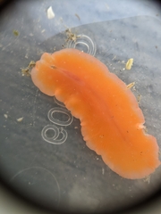 Eurylepta aurantiaca