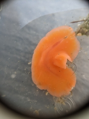 Eurylepta aurantiaca