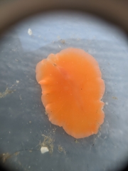 Eurylepta aurantiaca