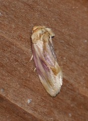 Chamaeclea basiochrea