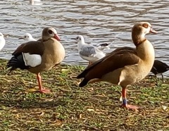 Alopochen aegyptiaca