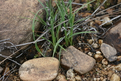Cyperus longus tenuiflorus