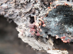 Metatrichia