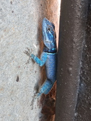 Sceloporus minor cyaneus