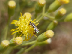 Pseudagapostemon singularis