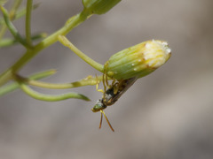 Pseudagapostemon singularis
