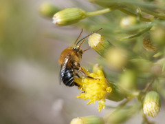 Alloscirtetica