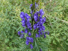 Aconitum tauricum
