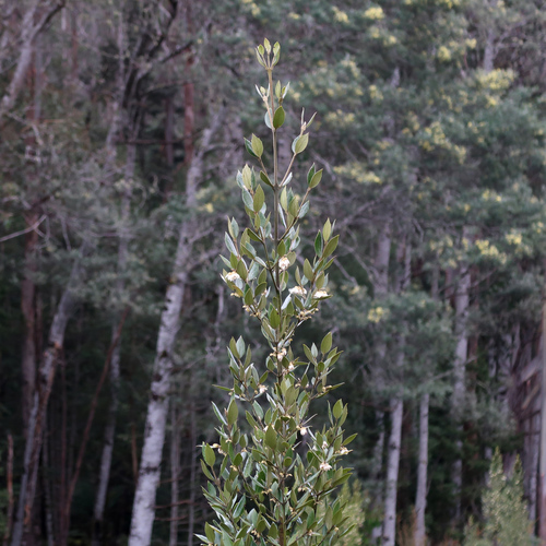 Blackheart sassafras (Atherosperma moschatum)