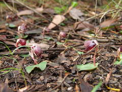 Corybas unguiculatus