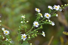 Symphyotrichum pilosum pilosum