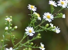 Symphyotrichum pilosum pilosum
