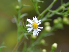 Symphyotrichum pilosum pilosum