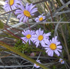 Olearia ciliata