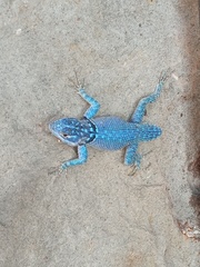 Sceloporus minor cyaneus