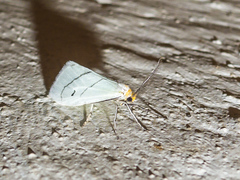 Leuculodes lacteolaria