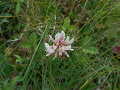 Trifolium pallescens