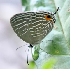 Jamides celeno aelianus