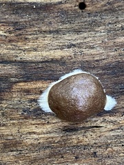 Reticularia splendens