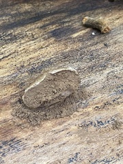 Reticularia splendens