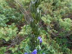 Aconitum tauricum