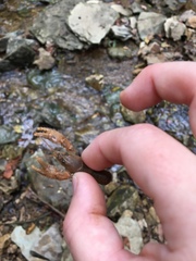 Cambarus polypilosus