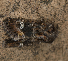 Lacinipolia stricta