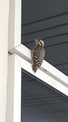 Yungipicus moluccensis