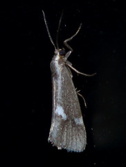 Cisthene liberomacula